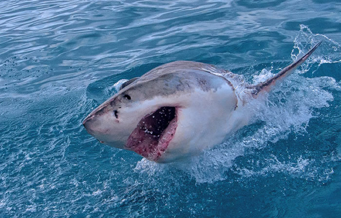 南非男子下月就要结婚到狂野海岸冲浪却就此失踪 冲浪板上发现大白鲨巨大咬痕