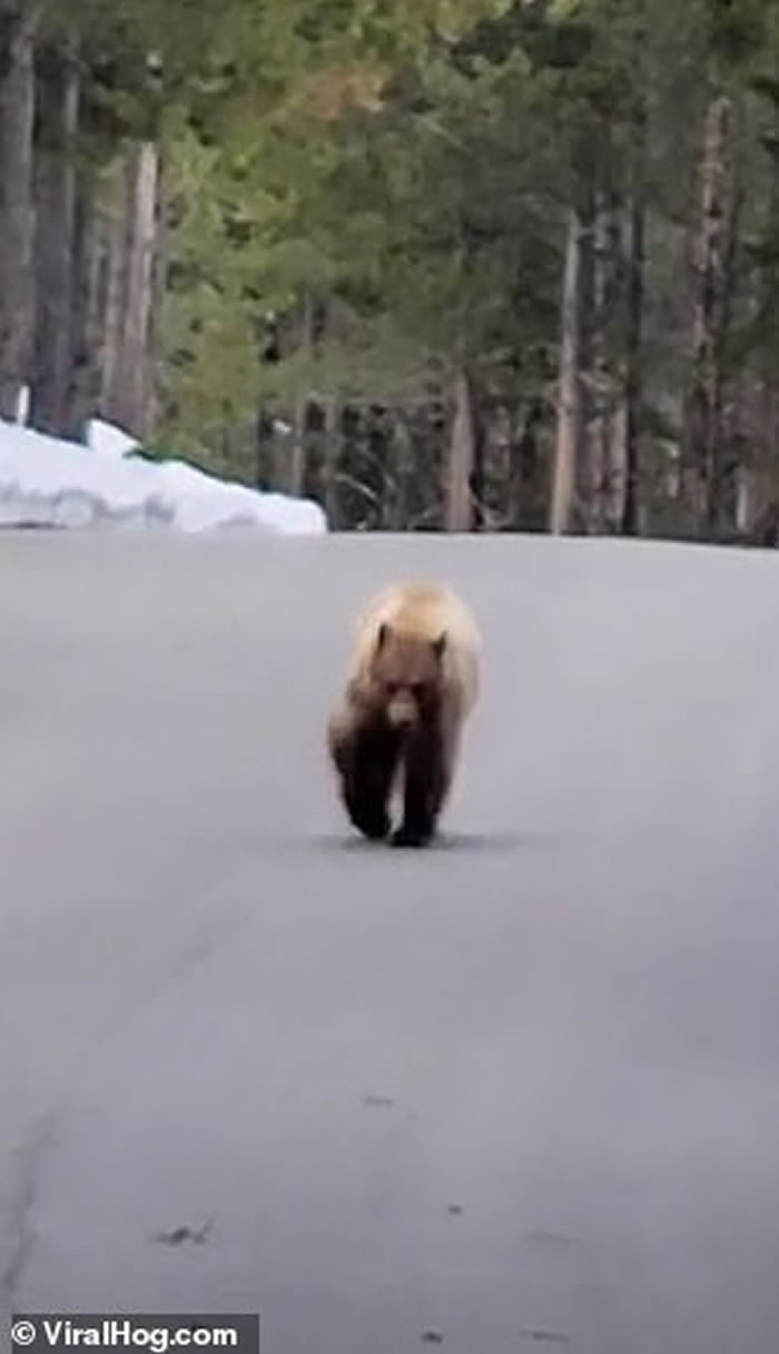 美国男子在怀俄明州大蒂顿国家公园跑步时遇到饥饿黑熊 冷静倒退走1公里脱身
