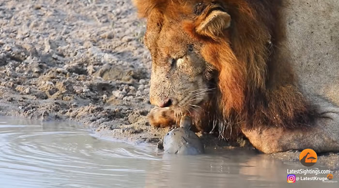 南非克鲁格国家公园一头狮子捕猎完在河边喝水时居然被小水龟赶走
