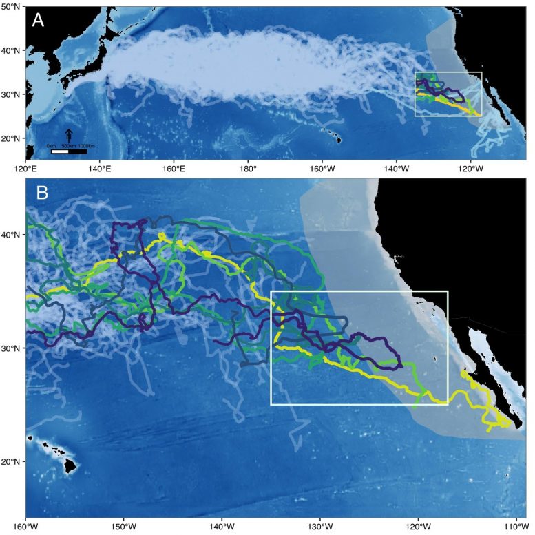 北太平洋蠵龟长达数年的史诗般的海洋之旅迁徙秘密