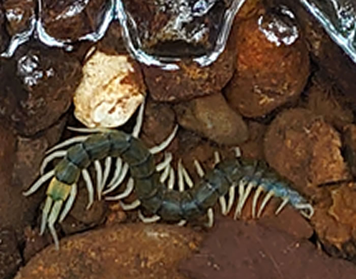 日本研究人员在冲绳发现世界上第3种水陆两栖蜈蚣