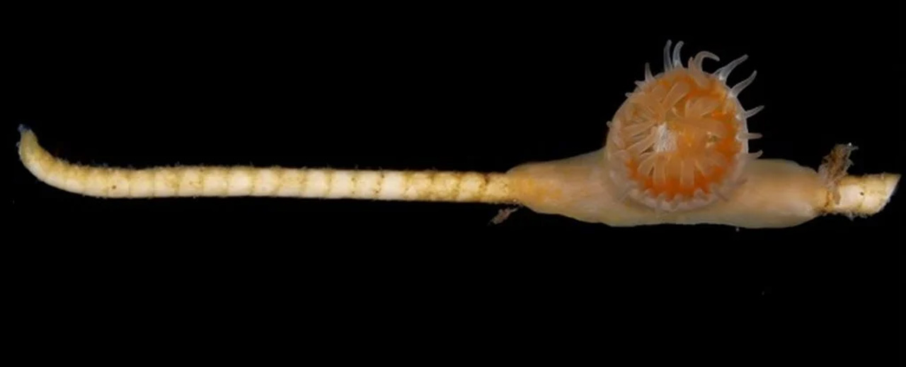 日本本州和四国沿海的太平洋海底发现被认为已经灭绝的生物：海百合