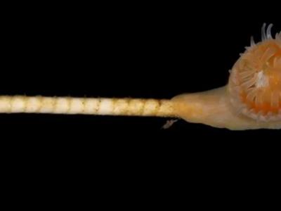 日本本州和四国沿海的太平洋海底发现被认为已经灭绝的生物：海百合