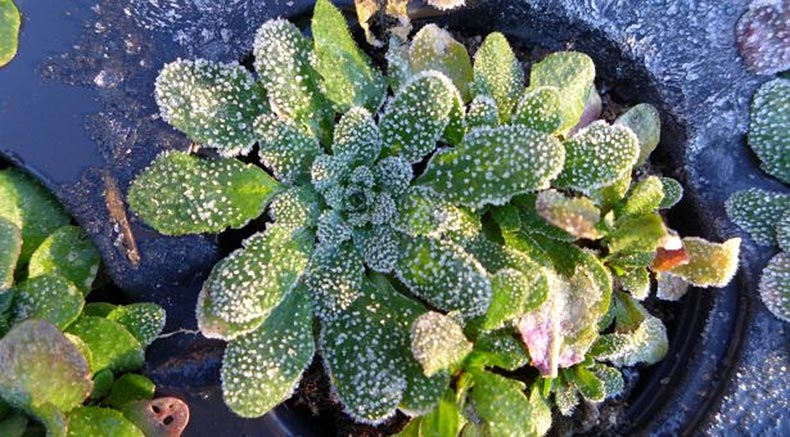秋天的第一场霜冻对植物生命是一件意义深远的事件