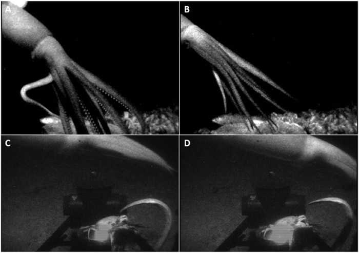 科学家首次捕捉到深海巨型鱿鱼攻击诱饵的画面