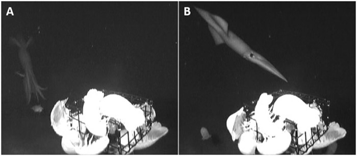 科学家首次捕捉到深海巨型鱿鱼攻击诱饵的画面