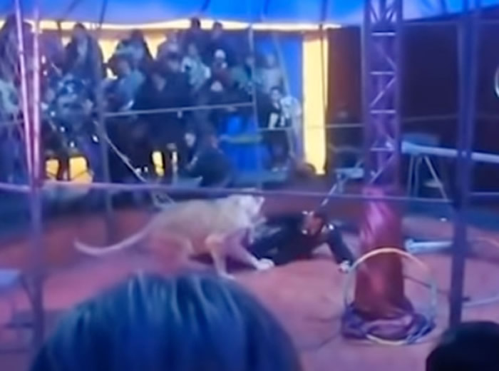 俄罗斯马戏团表演两头母狮突然发狂飞扑驯兽师 孕妇吓到癫痫发作