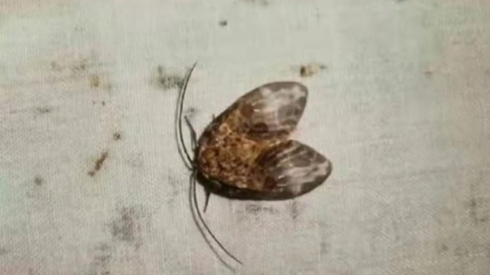 湖南南山国家公园发现全球新物种直颚突蛉蛾