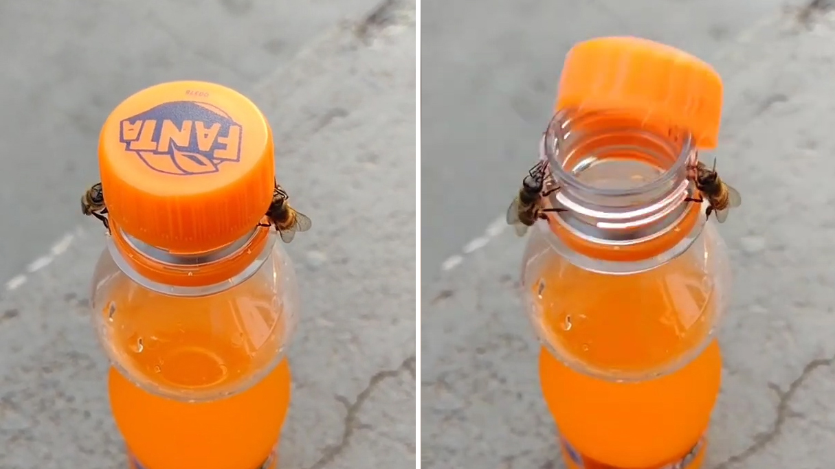 巴西圣保罗两只小蜜蜂一起合作打开汽水瓶盖