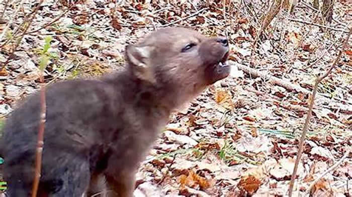 美国野狼研究计划Voyageurs Wolf Project惊喜拍下幼狼第一次“狼嚎”的画面