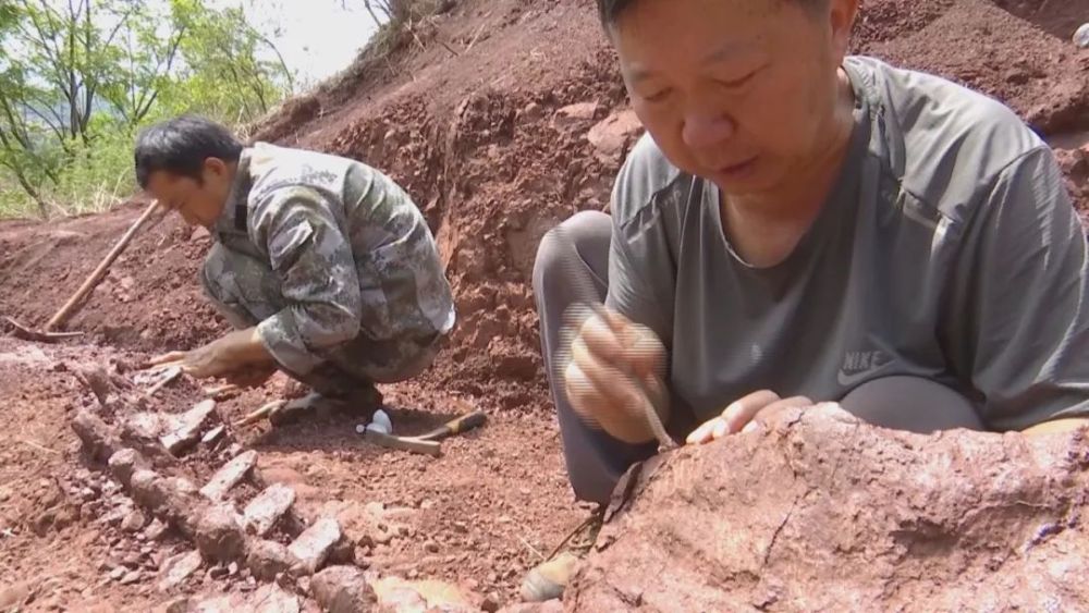 云南禄丰发现一具露出地表的恐龙化石
