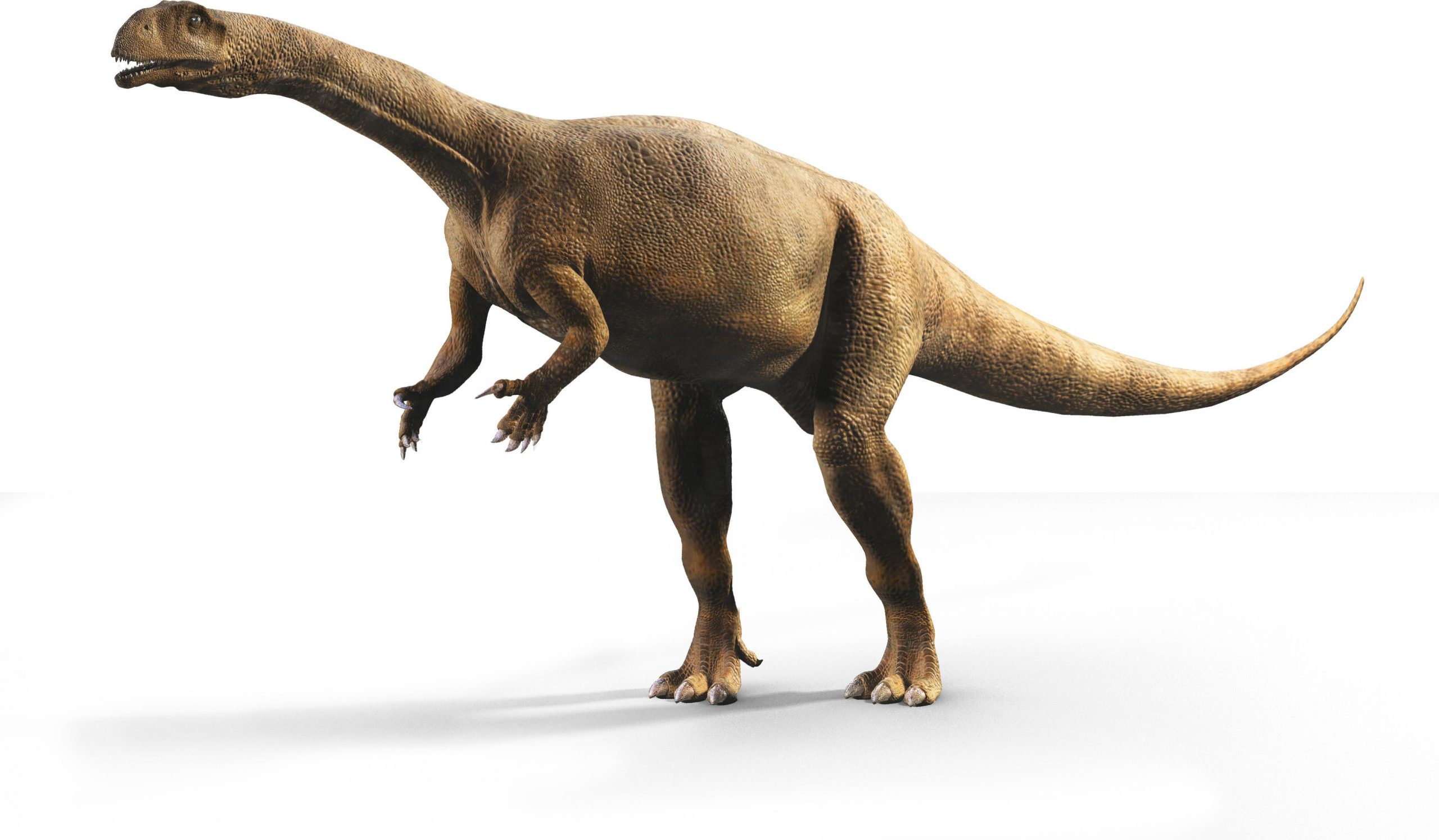 通过Massospondylus carinatus研究发现南部非洲恐龙的生长速度极其不规则