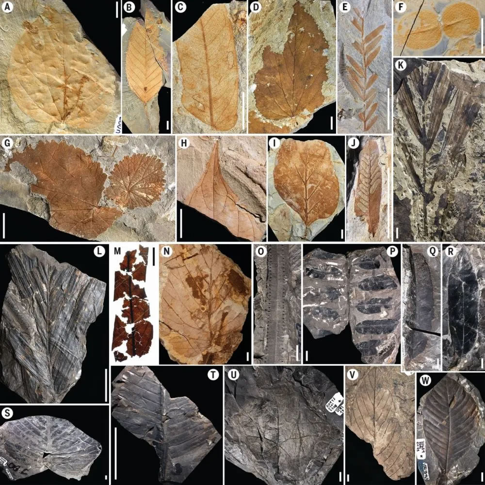 图2 树叶化石形态（Carvalho et al., 2021）