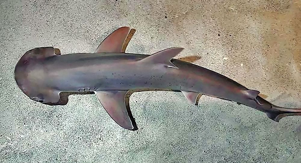 美国科学家发现鲨鱼具有类似GPS的内部导航系统 利用地球磁场精确确定方向