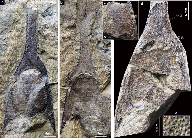 4.1亿年前云南曲靖早泥盆世布拉格期长吻三歧鱼化石照片（盖志琨提供）