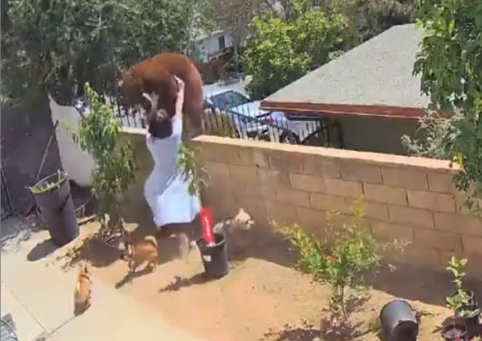 美国加州成年棕熊带着幼熊准备翻墙闯入民宅 17岁女子徒手把熊推下围墙