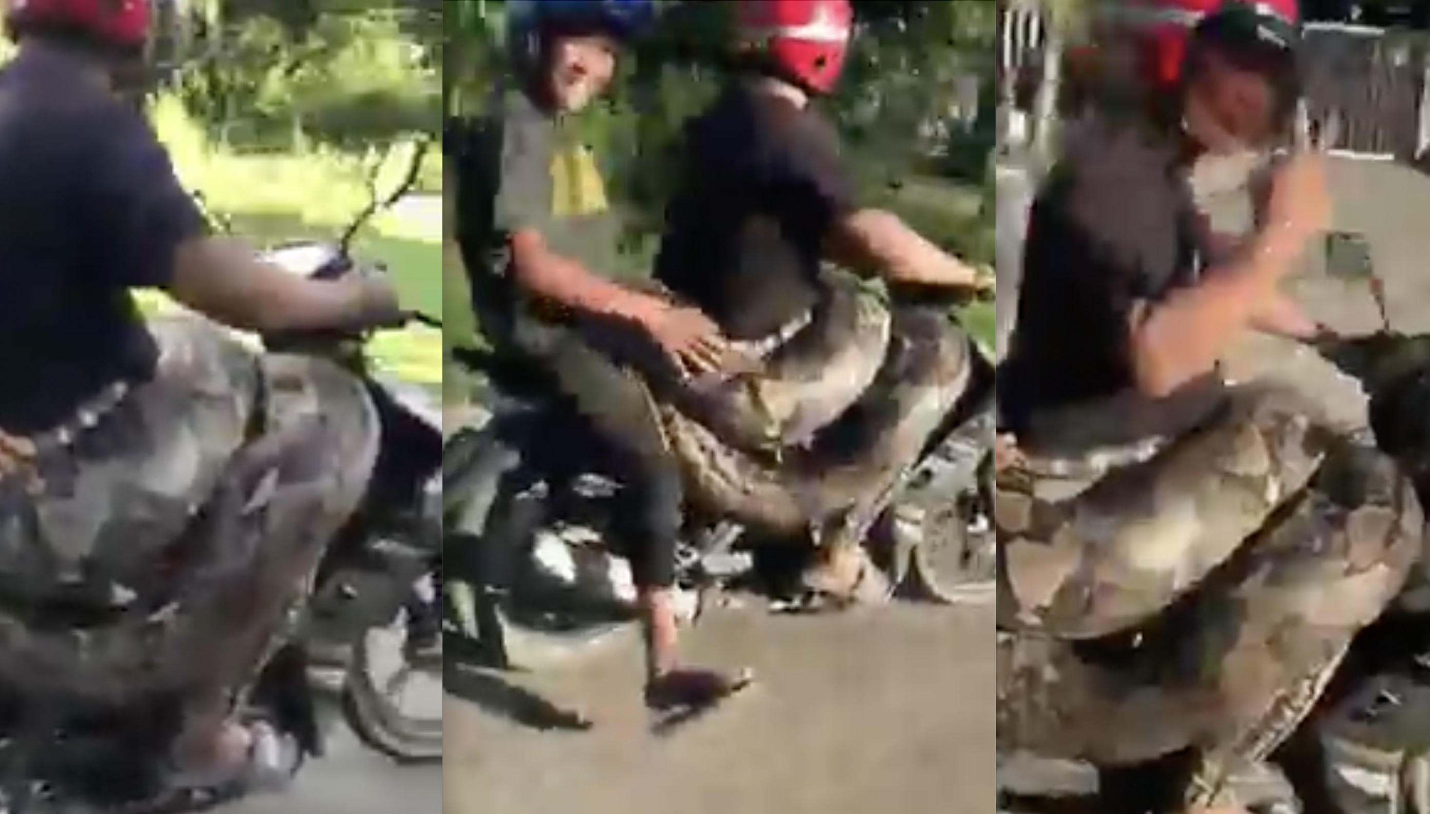 马来西亚街头两名男子骑乘摩托车 腰间缠着200公斤巨蟒