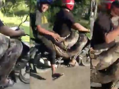 马来西亚街头两名男子骑乘摩托车 腰间缠着200公斤巨蟒