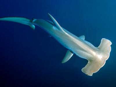 新研究披露1900万年前中新世早期地球海洋中的鲨鱼濒临灭绝
