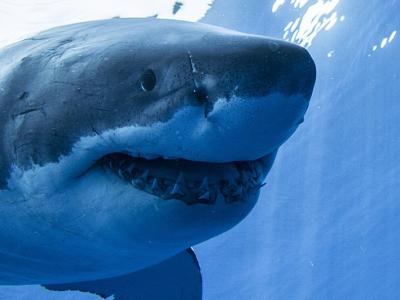 神秘灭绝事件在1900万年前导致地球上90%的鲨鱼死亡