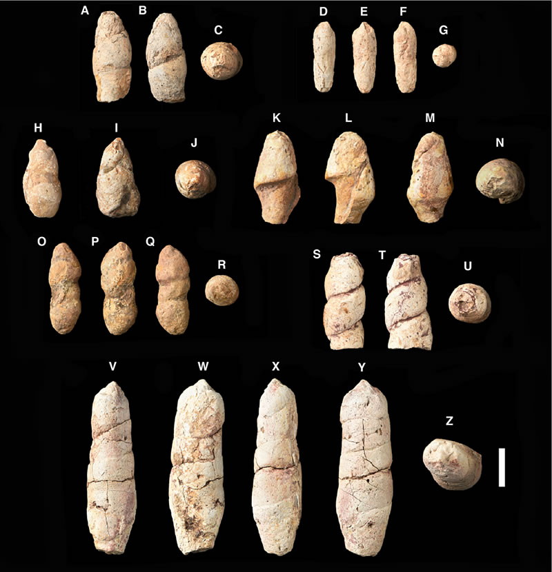 七件粪便化石（Rummy, Halaclar & Chen, 2021）