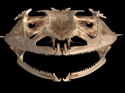 研究发现青蛙在进化过程中牙齿脱落超过20次 在几百万年重新进化出牙齿