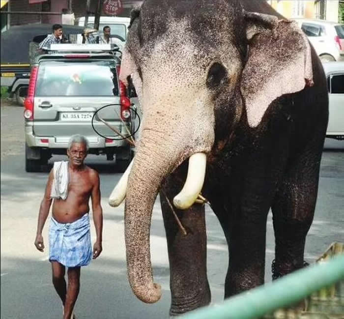 印度象夫因癌症去世 大象Brahmadathan徒步24公里来到相识25年好友家中参加丧礼