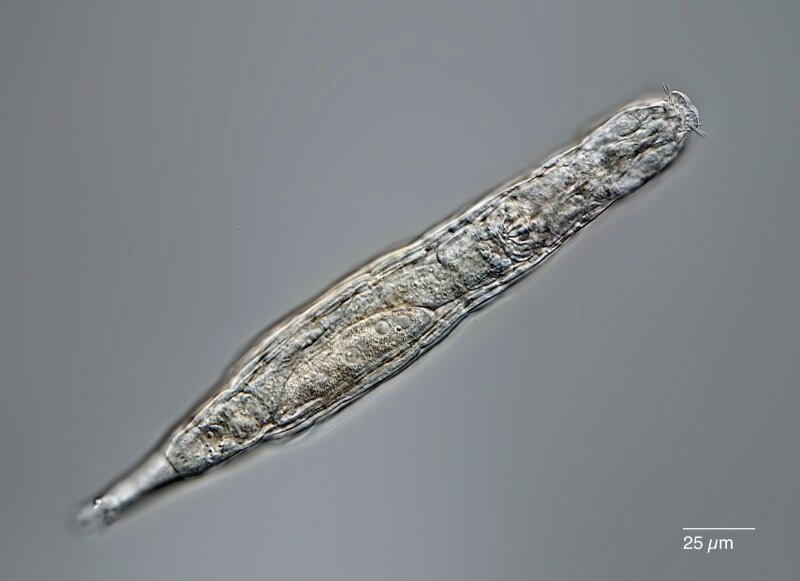 科学家团队成功复活在永久冻土中生活2.4万年的轮虫