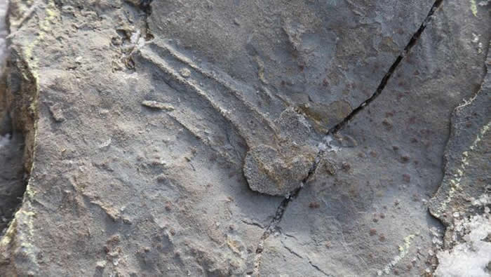 陕西省延安市安塞区发现保存良好的恐龙足迹和龟类游泳迹化石