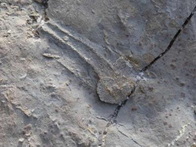 陕西省延安市安塞区发现保存良好的恐龙足迹和龟类游泳迹化石