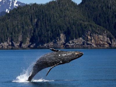 美国马萨诸塞州潜水员被鲸鱼吞进嘴里40秒奇迹生还