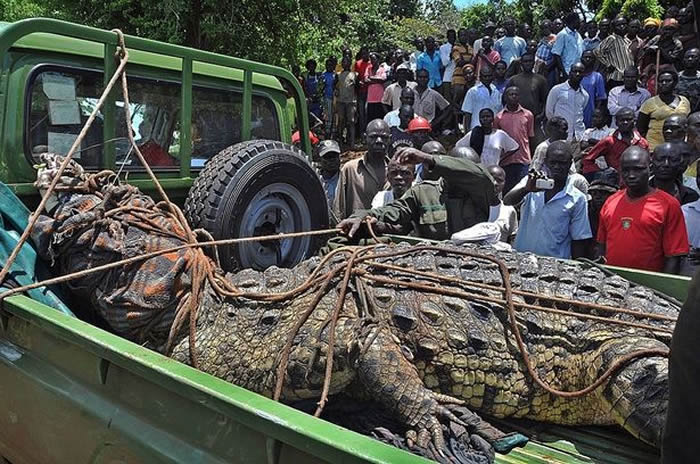 十几年来生吞超过80人 东非乌干达杀人尼罗巨鳄奥萨玛终被50人成功捕获