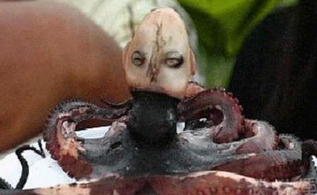 恐怖的印尼章鱼人,长着人脸还会发出婴儿的啼哭
