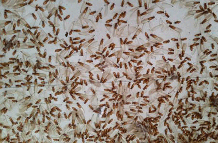 危害性极大大水蚁有毒吗?大水蚁进入家里怎么办？