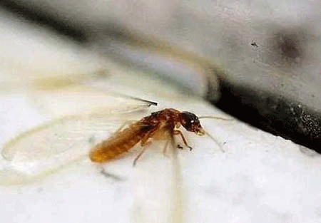 危害性极大大水蚁有毒吗?大水蚁进入家里怎么办？
