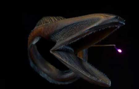 深海100000米以下生物,目前尚未发现的恐怖生物