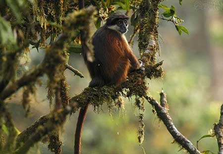为何红疣猴数量越来越少了?红疣猴濒危原因究竟是什么?