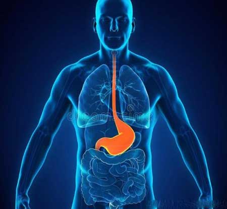 胃在人体中处于什么位置?三种养胃办法让您远离胃病困扰