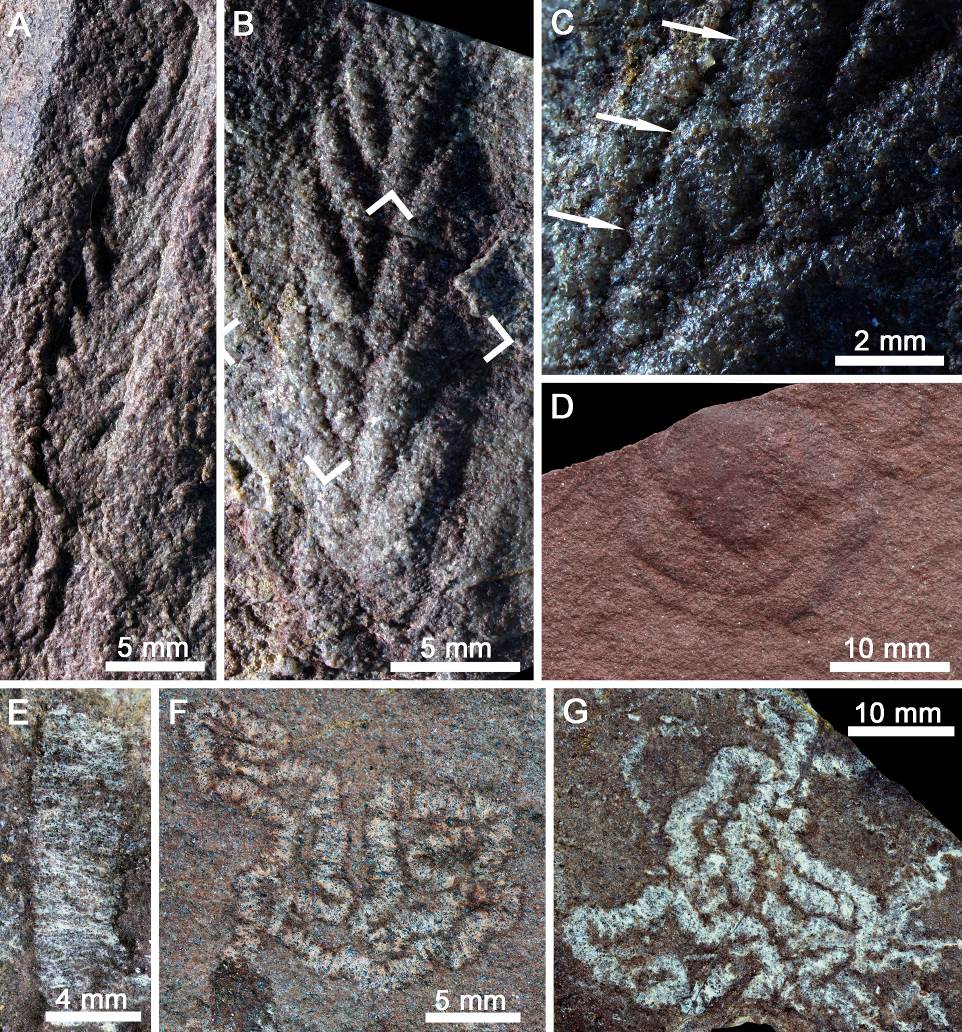 全吉山生物群的代表性埃迪卡拉化石恰尼虫（A-C）和陕西迹（E-G）。南京古生物所供图