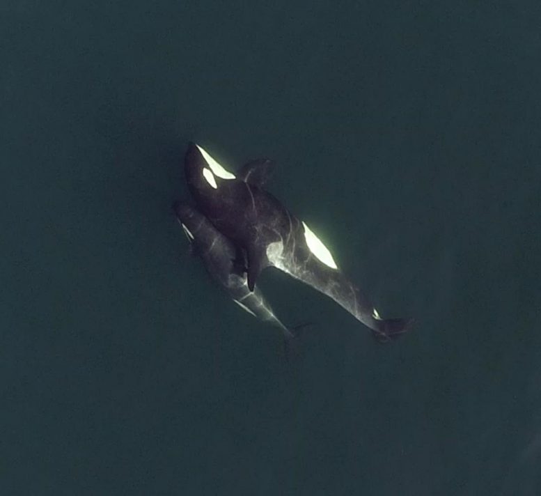 无人机拍摄虎鲸揭示其“社交”秘密