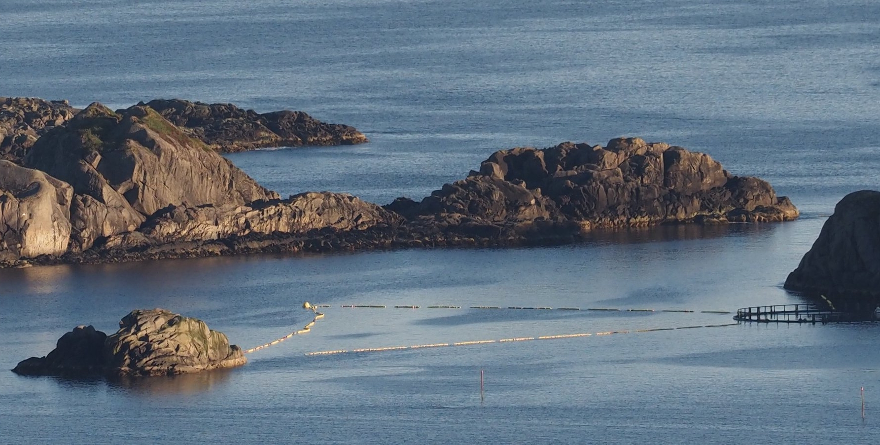挪威政府计划捕捉年幼小须鲸进行长达六小时的声音测试 50多位科学家同声谴责