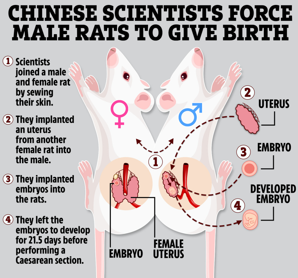 中国人民解放军海军军医大学科学家成功让雄性老鼠怀孕并顺利诞下10只幼崽