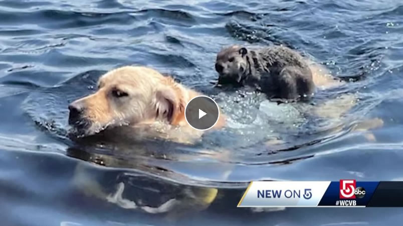 美国麻萨诸塞州黄金猎犬在希克里山湖游泳时一只土拨鼠骑上背部搭便车