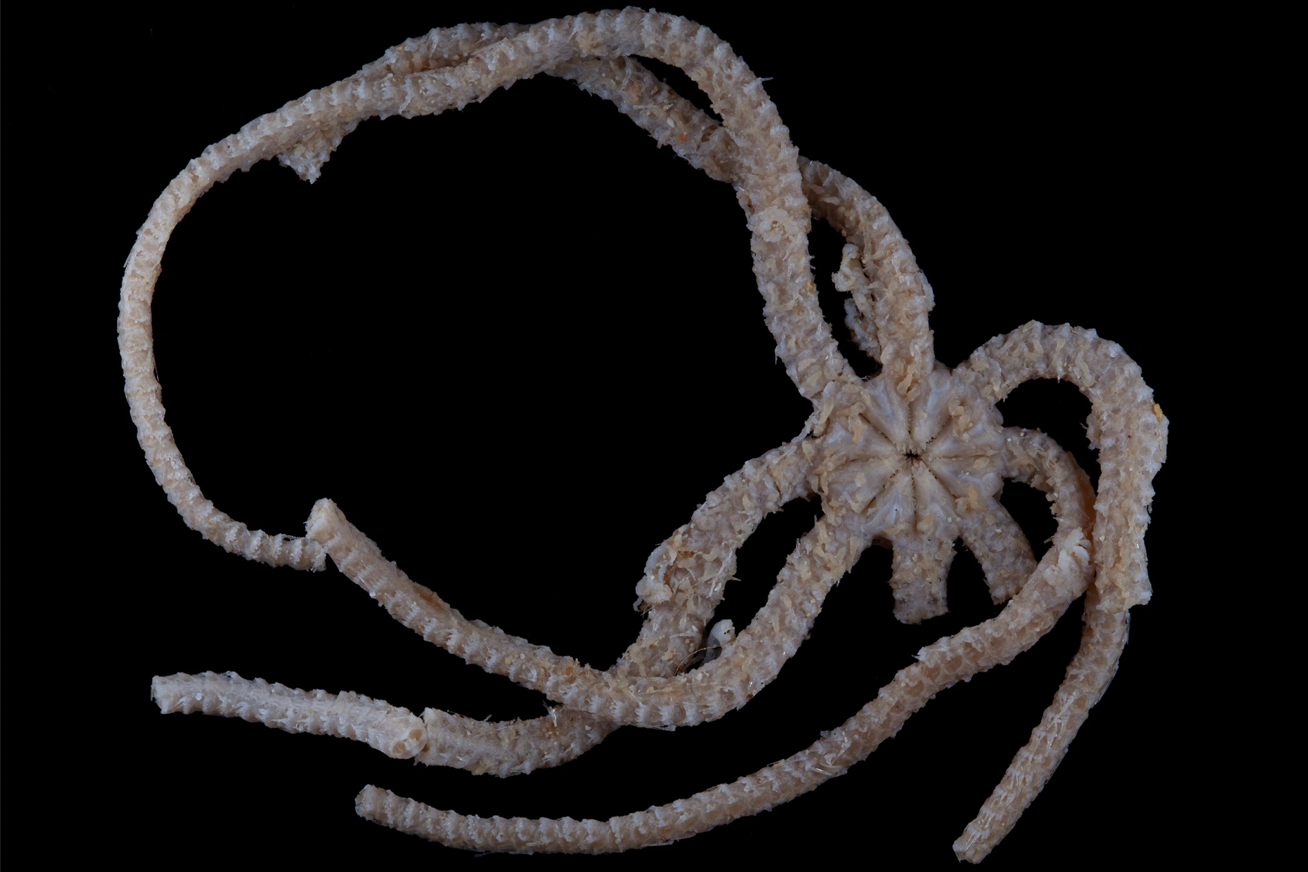 西南太平洋新喀里多尼亚岛以东200公里处科学家发现“完全独特”的Ophiojura标本