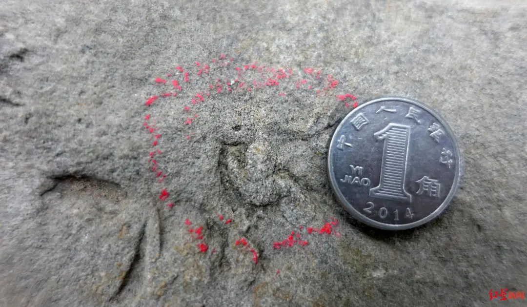 四川自贡发现中国最小恐龙足迹化石