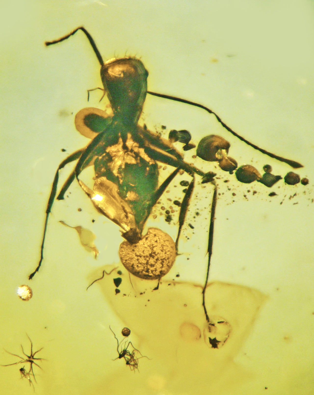 5000万年前琥珀中的蚂蚁化石上发现新蘑菇菌种——波罗根霉