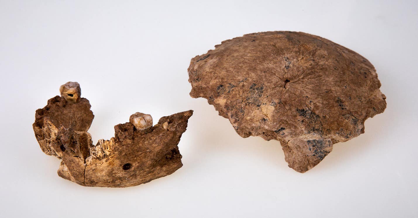 以色列Nesher Ramla露天遗址中发现长相怪异的“新人类”化石