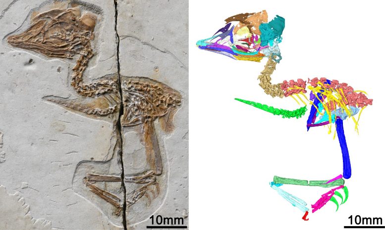 中国发现1.2亿年前小型灭绝鸟类的化石 与霸王龙头骨特征几乎相同