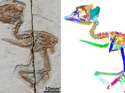 中国发现1.2亿年前小型灭绝鸟类的化石 与霸王龙头骨特征几乎相同