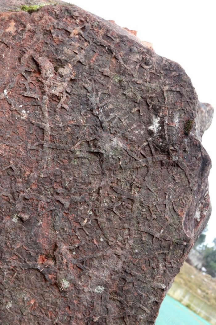 贵州省赤水白垩纪夹关组地层中发现兽脚类恐龙足迹化石